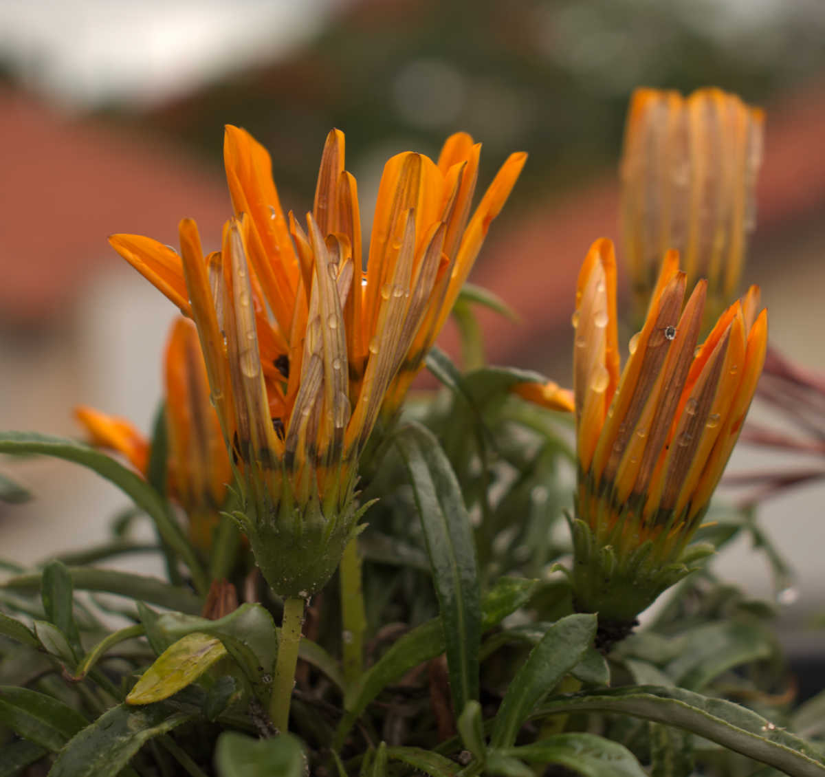 Closed up gazania flowers.