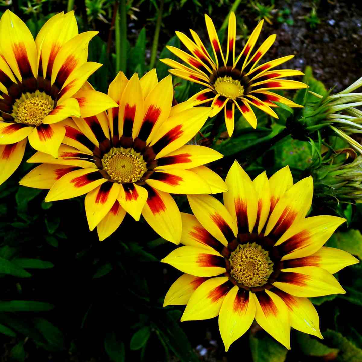 Yellow and red gazania flowers.