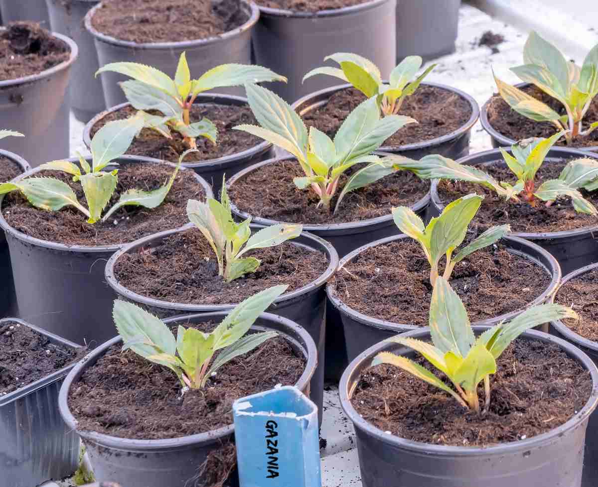 Gazania seedlings in small black pots.