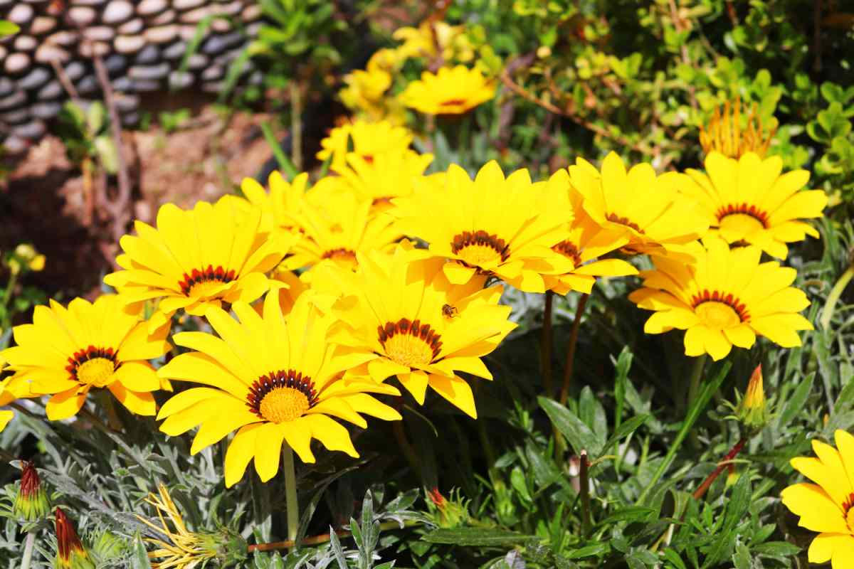 Yellow gazanias in sunlight.