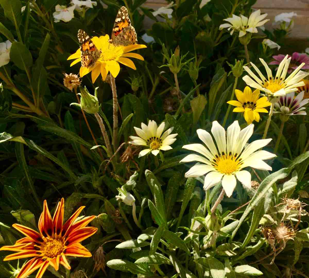 Butterflies feeding on gazanias in a field.