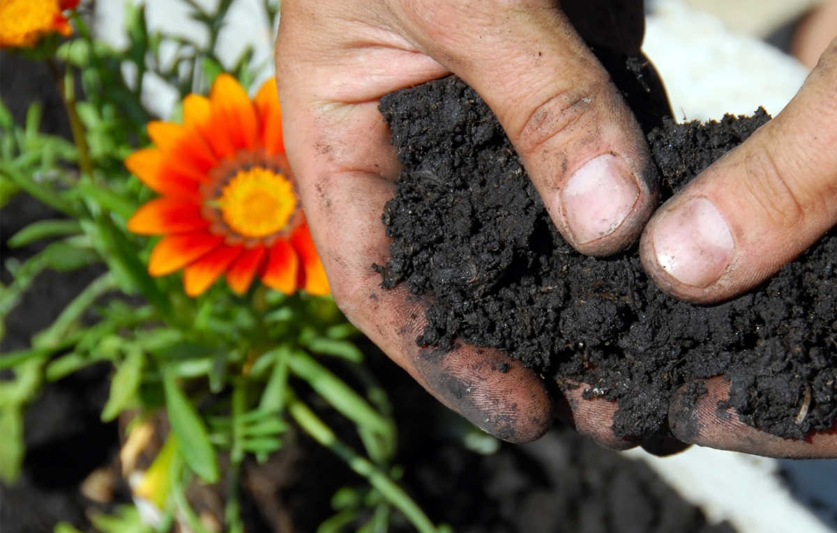 Hands holding soil near a gazania plant.