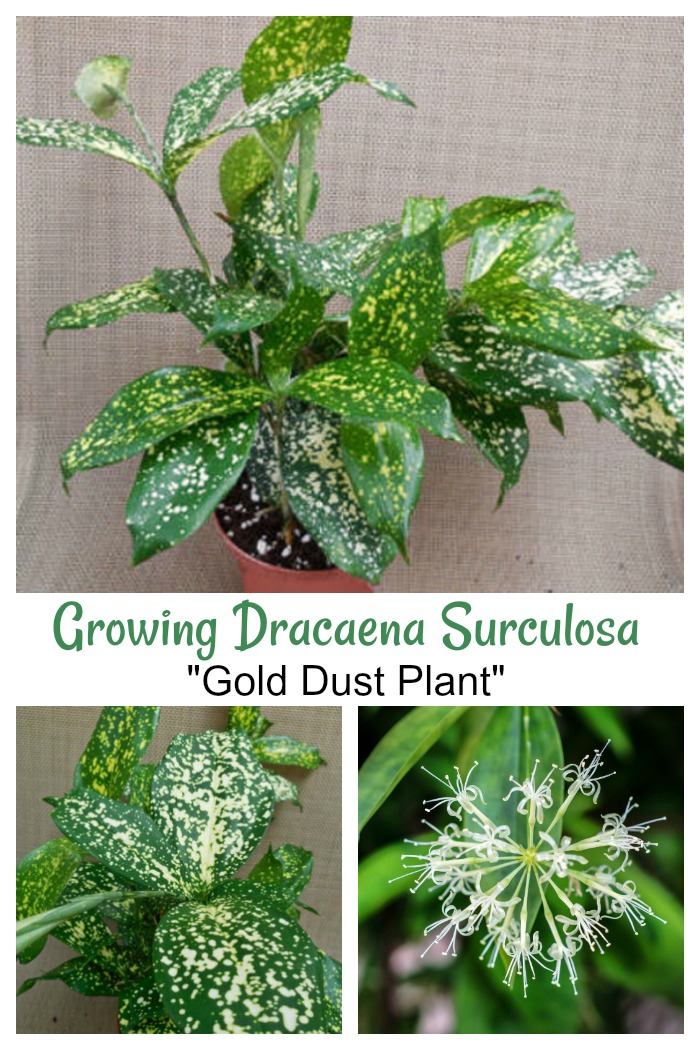 How to grow Dracaena surculosa