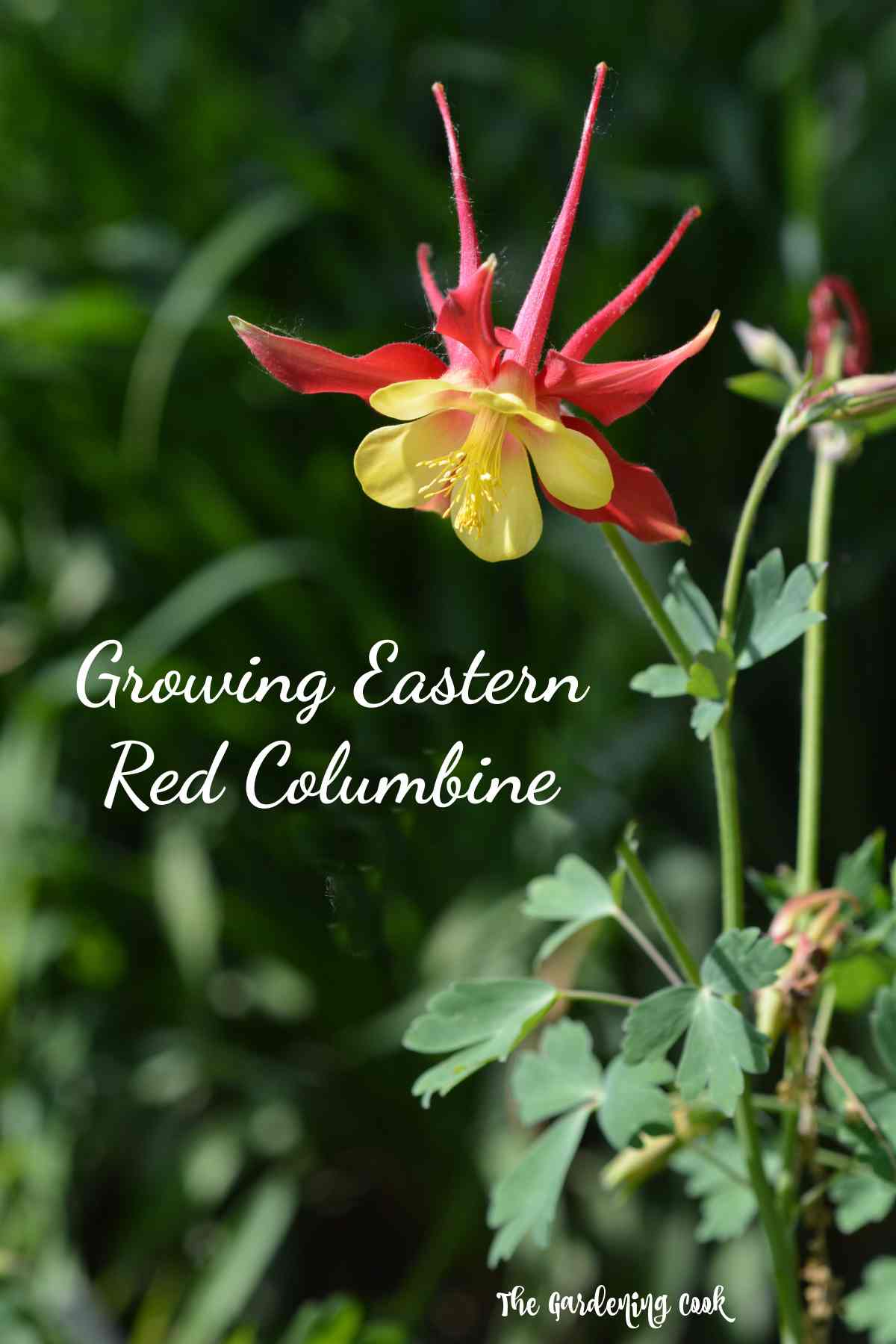 Yellow and red aquilegia flower with words Growing Eastern Red Columbine.
