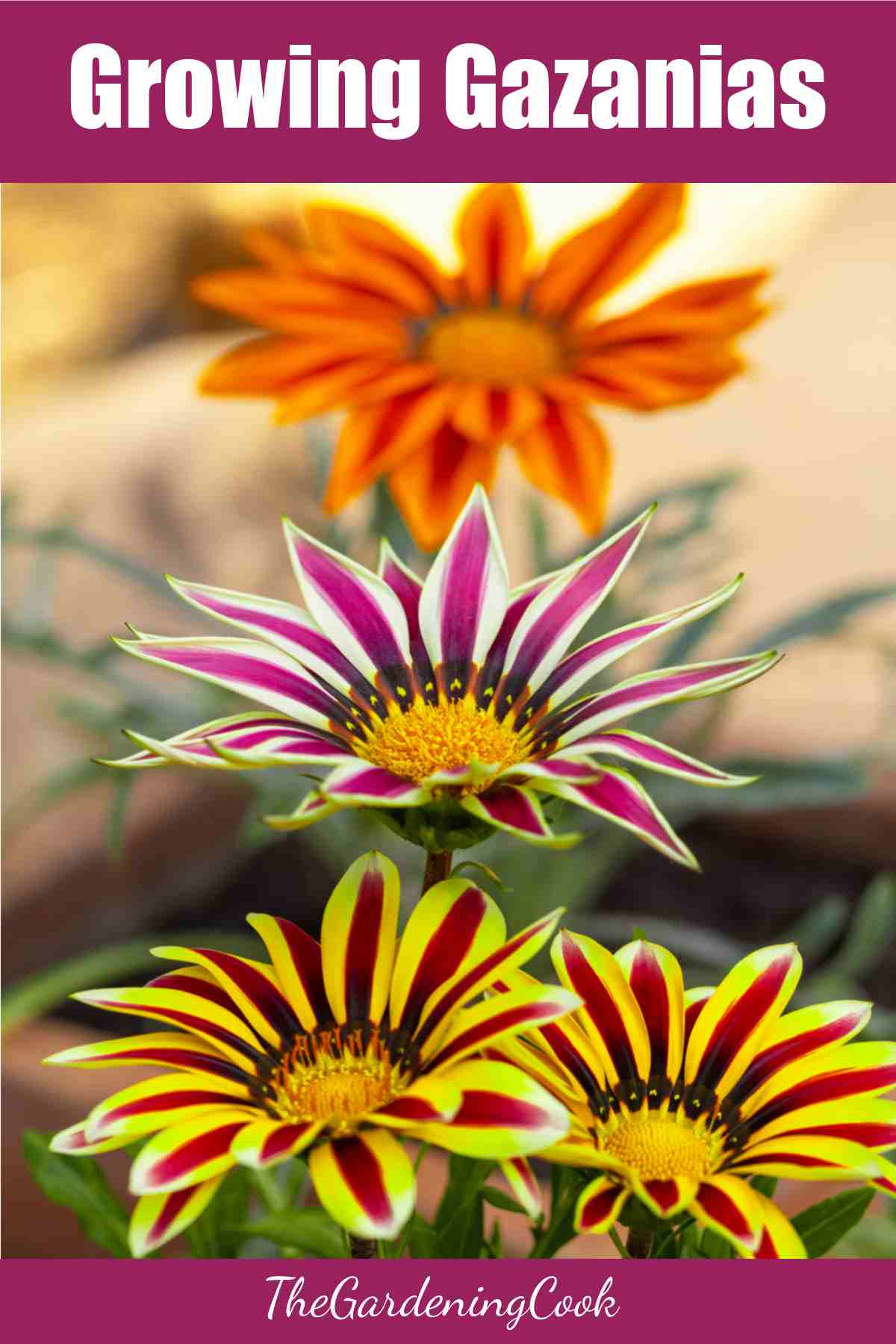 Three different gazania flowers with words Growing Gazania.