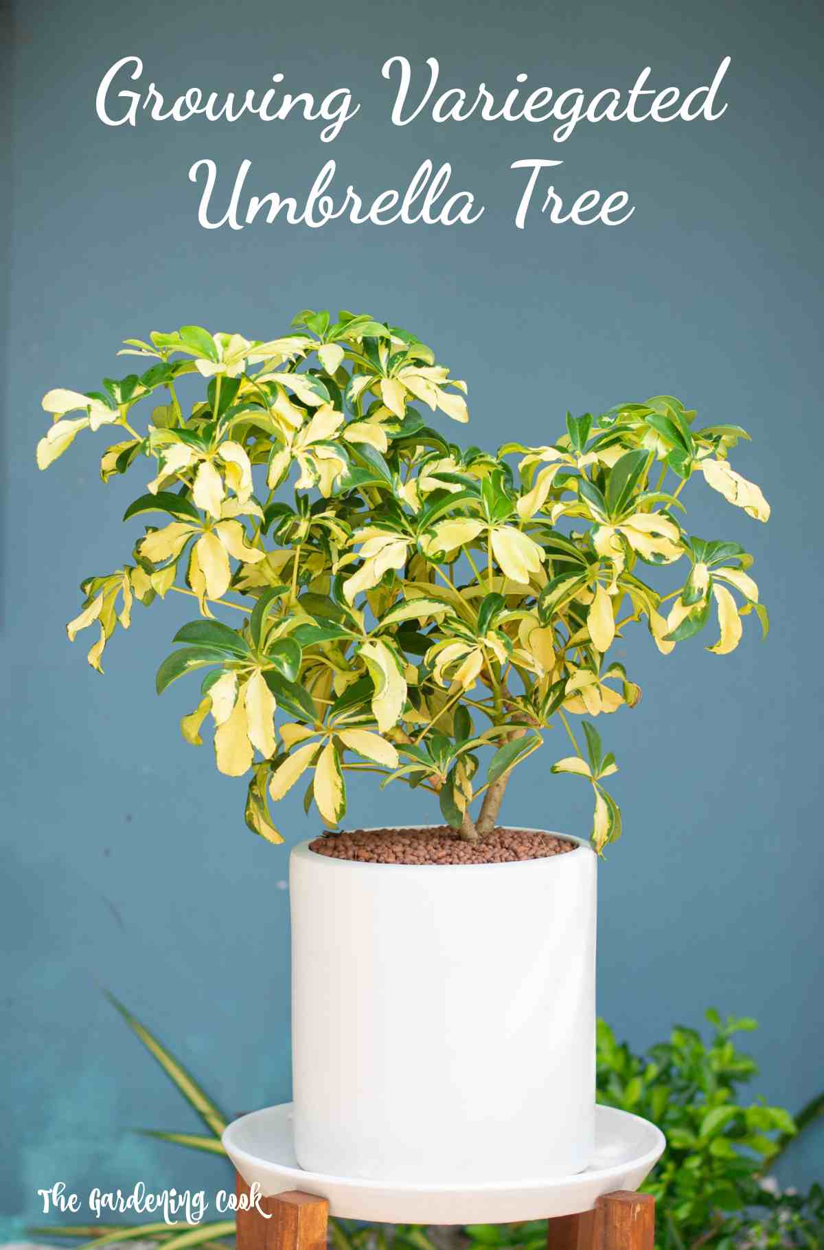 Variegated dwarf umbrella plant in a white pot with words Growing Variegated Umbrella Tree.