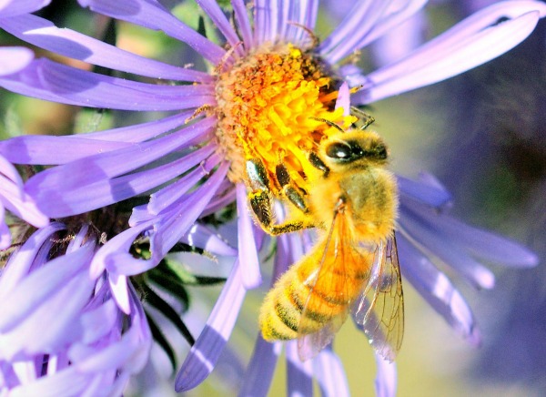 Butterflies, Bugs, Bees and Other Garden Critters