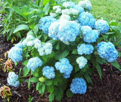Hydrangeas in full bloom