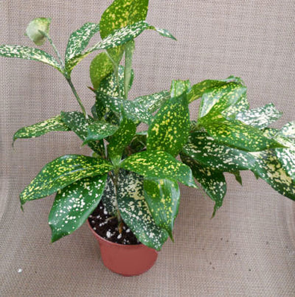 Japanese bamboo plant