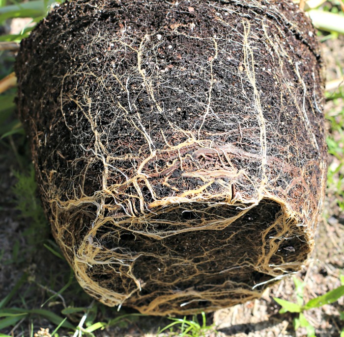 Pot bound root ball