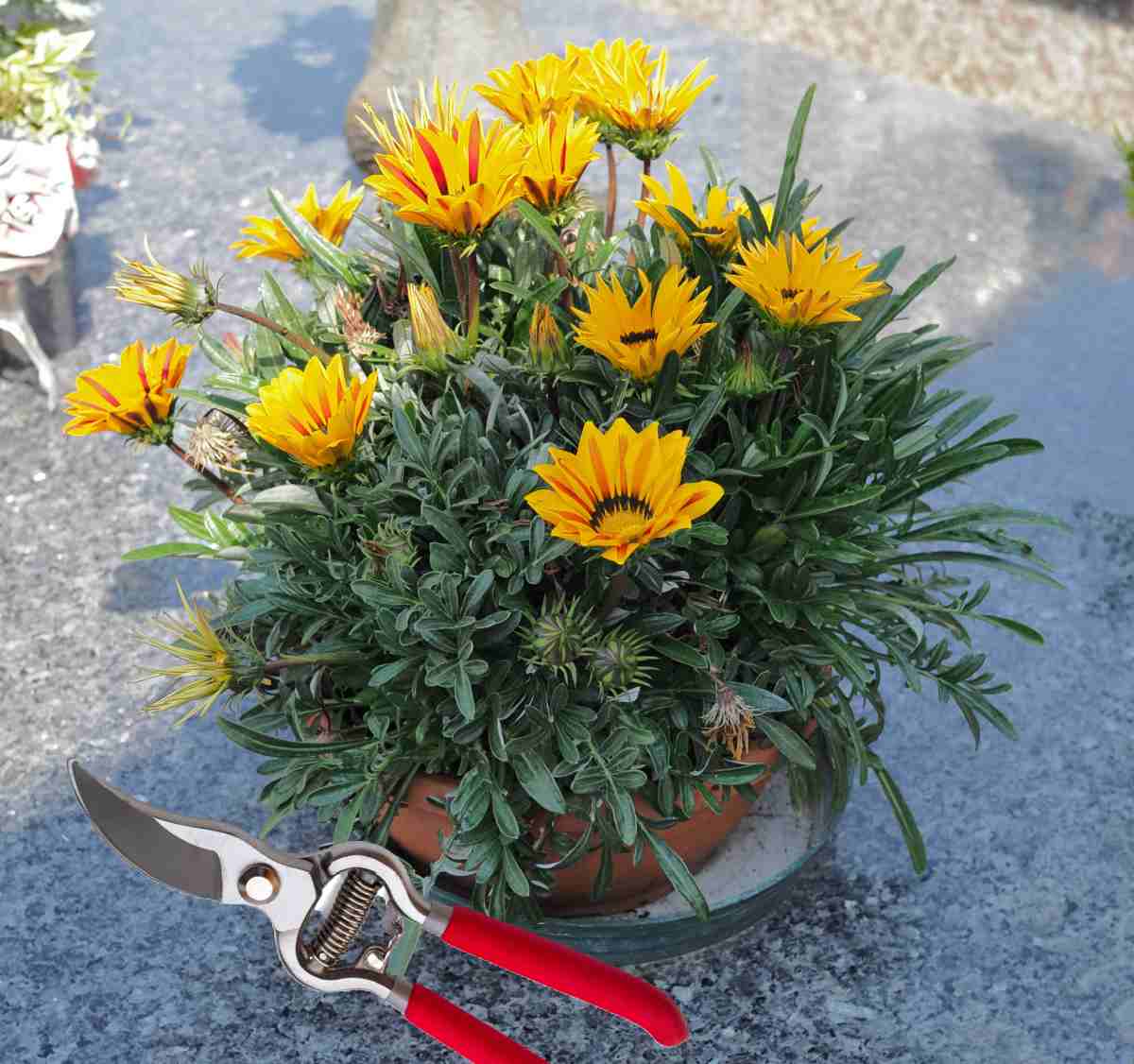 Gazania plant with pruning shears.