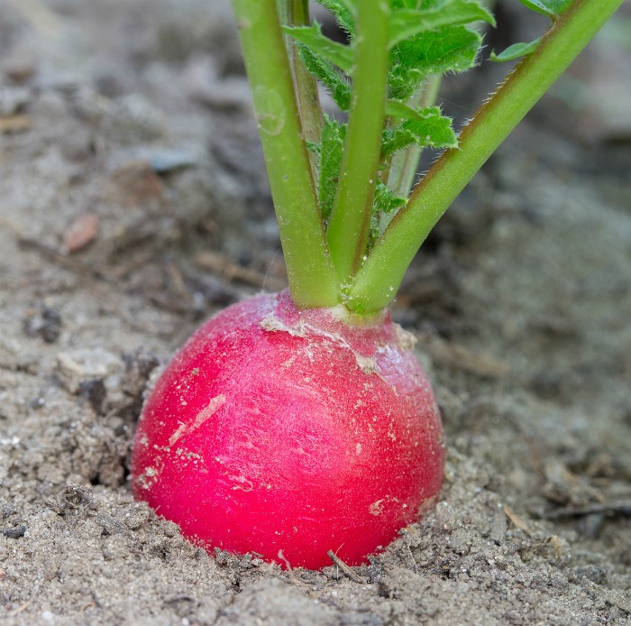 Radishes mature in as little as 20 days so they make a great fall vegetable