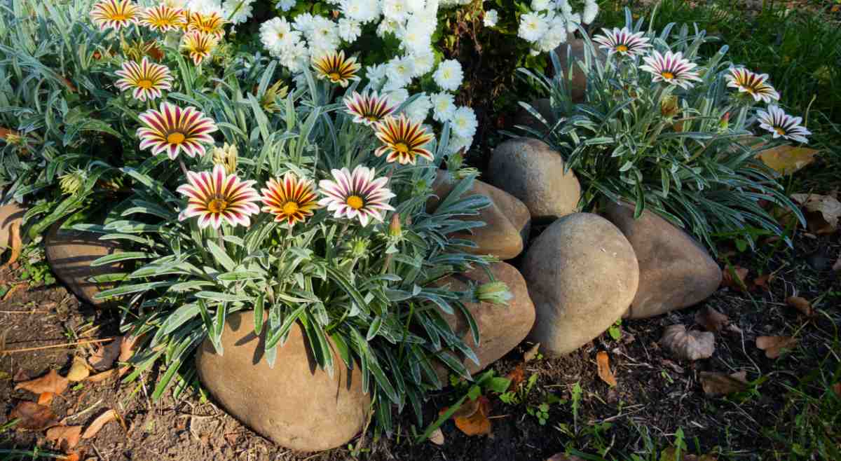 Gazanias growing in a rock garden.