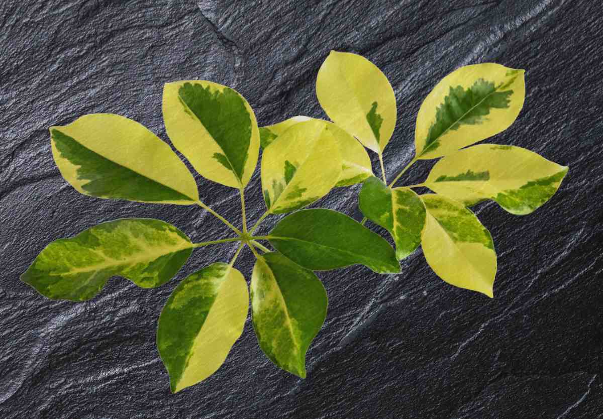 variegated leaves of schefflera gold capella.