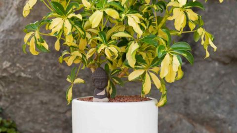 Schefflera Gold Capella Arboricola – Variegated Schefflera – Dwarf Umbrella Tree