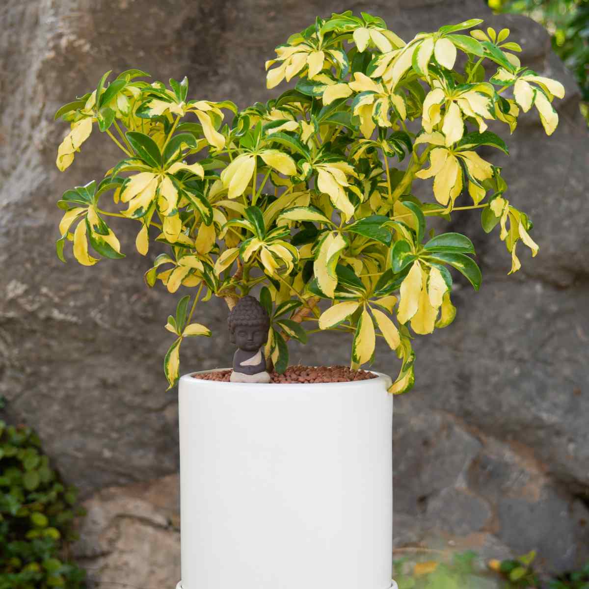 Schefflera gold capella plant in a white pot.