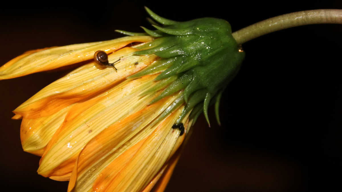 Small snail on a gazania flower.