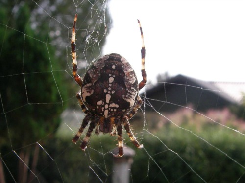 Huge spider in Denmark