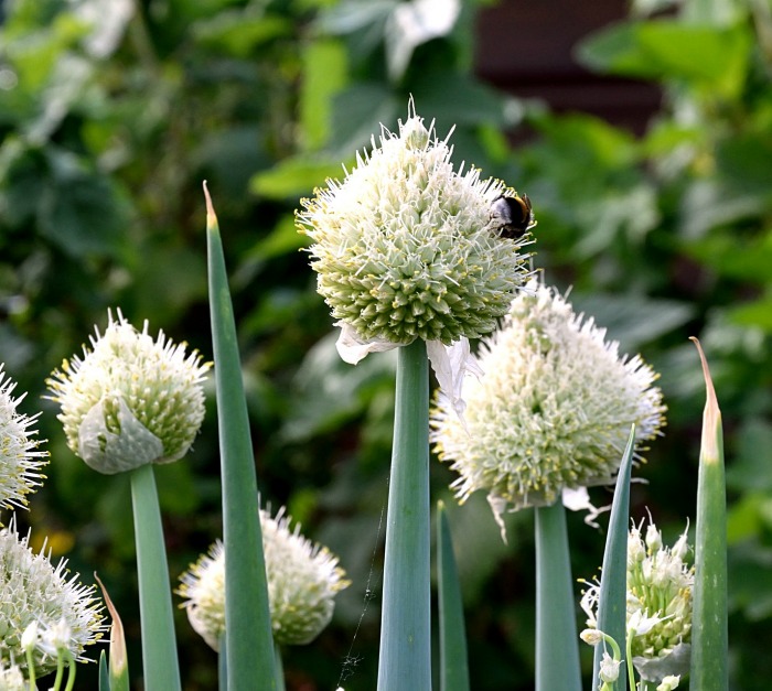 Spring onions are super easy to grow and don't mind the cold