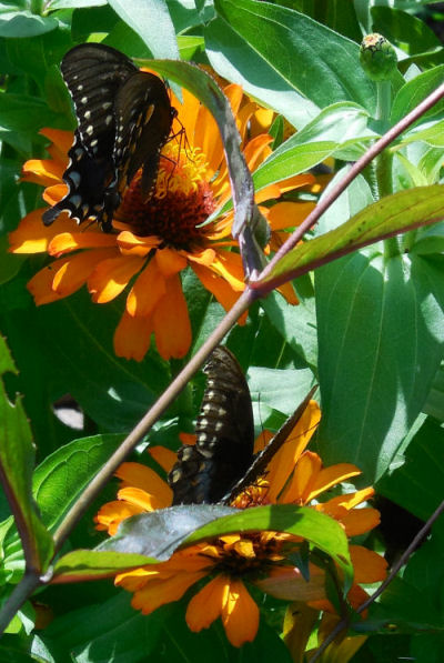 Swallow tail on a zinnia plant