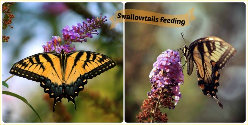 Swallowtails feeding on Butterfly bushes