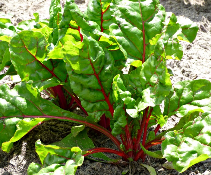 Swiss Chard is a great vegetable to plant for fall