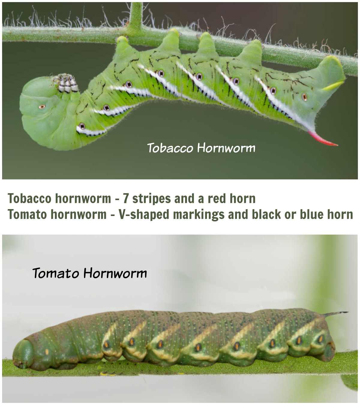 Tobacco and tomato hornworms in a collage with text showing differences.