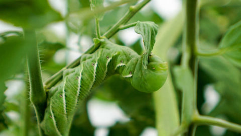 Tobacco Hornworm (Manduca sexta) vs Tomato Hornworm