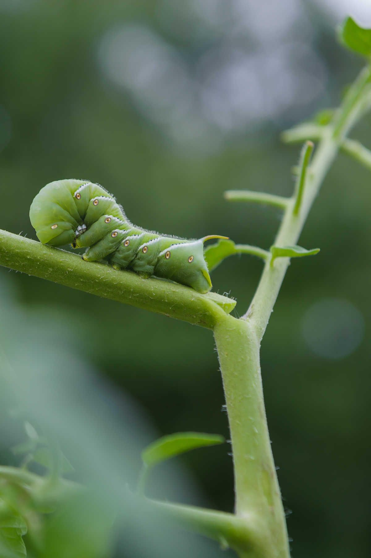 Plant damage from a tobacco hornworm.