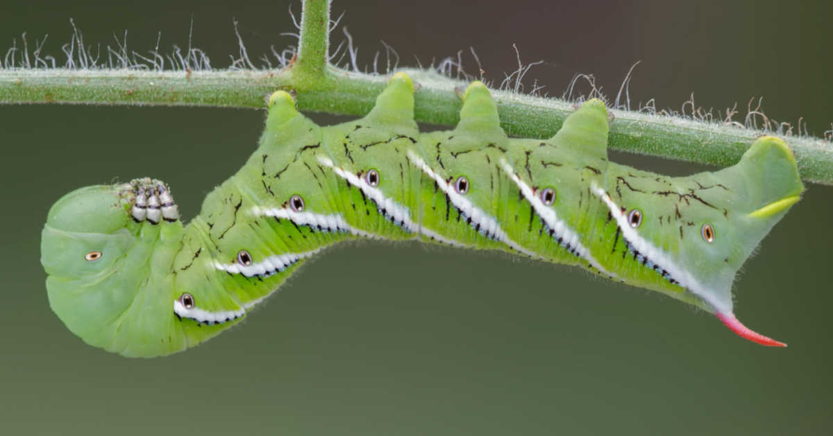 Tobacco hornworm on a leaf.