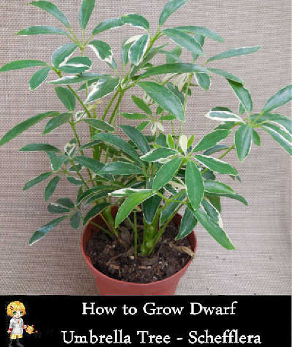 Gold capella in a plastic pot with words How to Grow Dwarf Umbrella Tree - Schefflera.