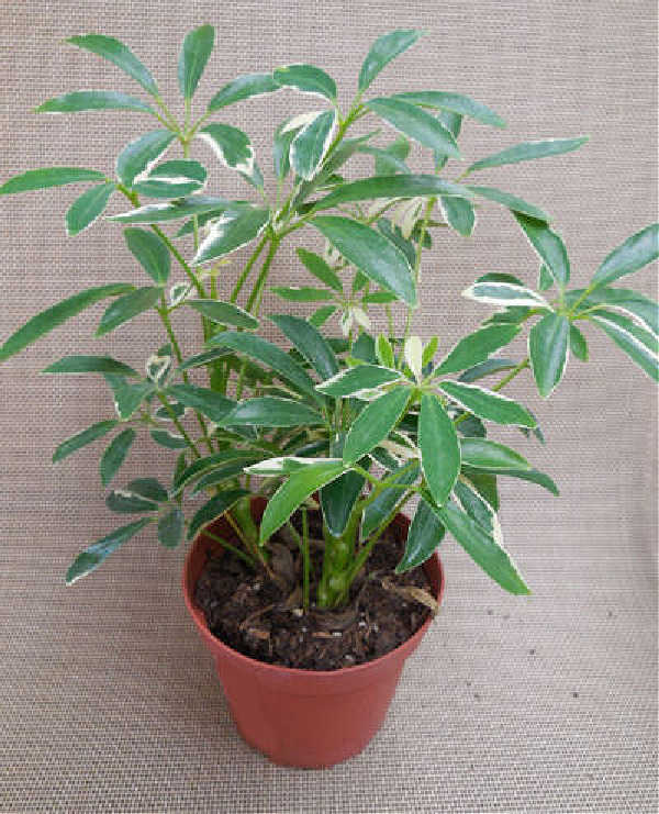 Schefflera arboricola 'Capella' - Umbrella plant