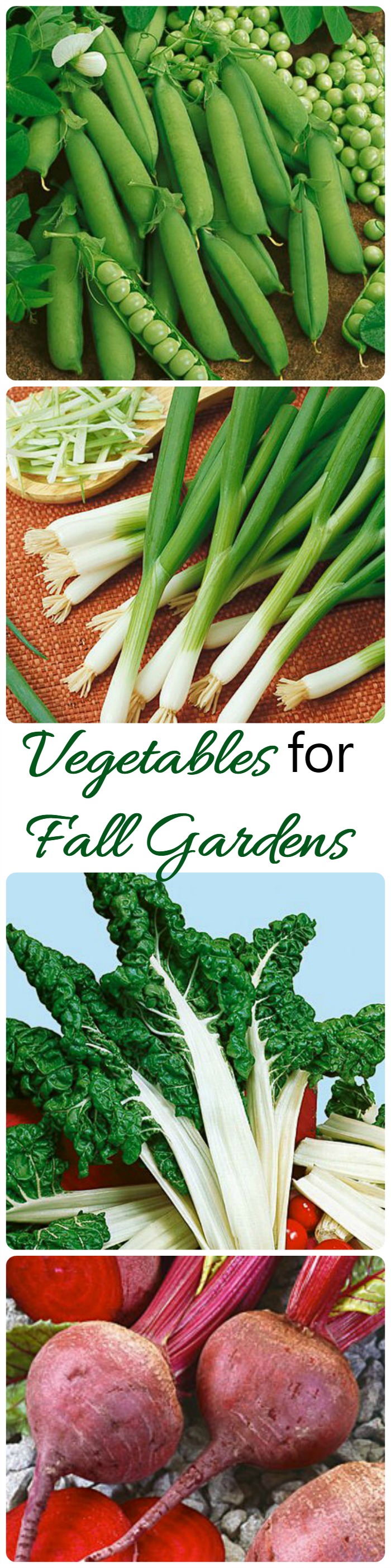 Summer is coming to an end but there are lots of vegetables that you can grow well in fall gardens