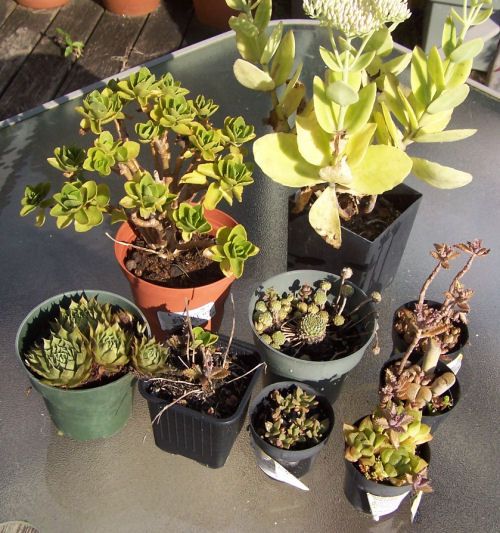Neglected succulents