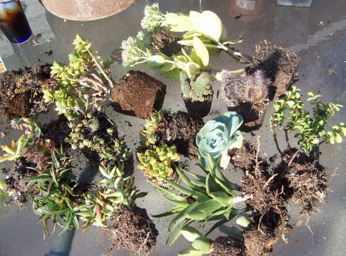 plants ready for repotting