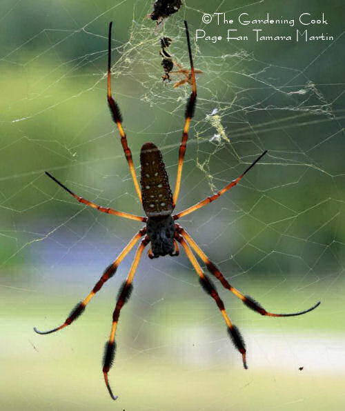 Banana Spider in a web.
