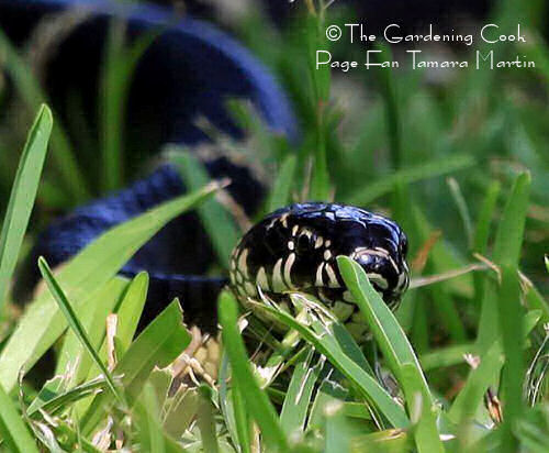 King Snake slithering in the grass.