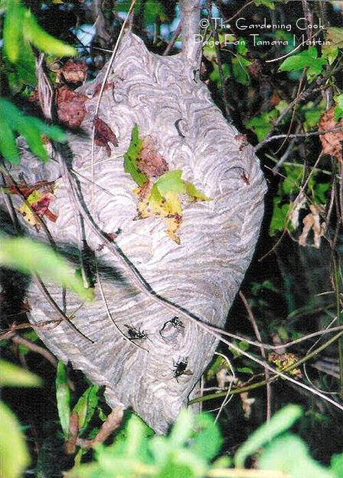 Huge nest of bees in a tree.