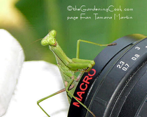 Praying mantis close up on a macro lens.