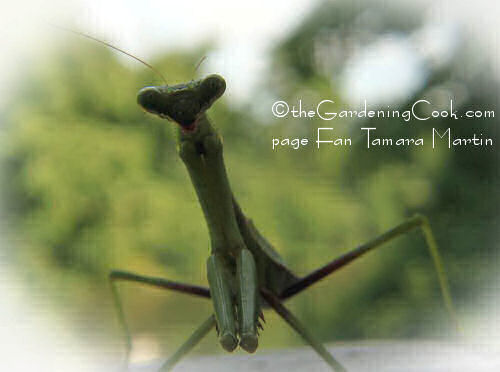 Extreme close up of praying mantis