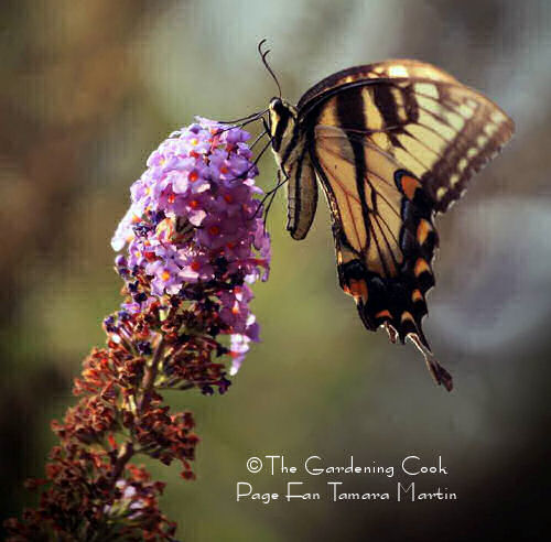 Swallowtail feeding on a butterfly bush