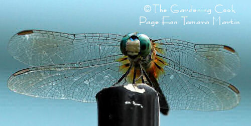 Dragonfly on a porch post