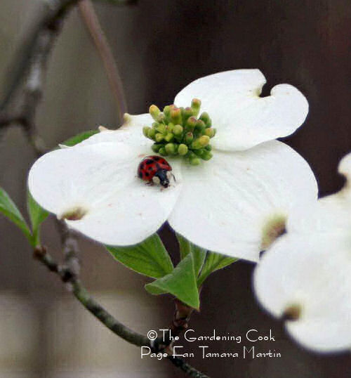 Ladybug on a dogwood flower