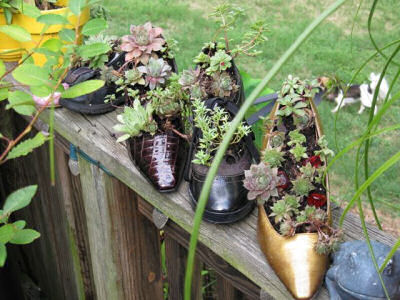 Shoes used as succulent planters
