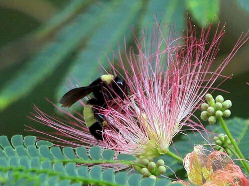 Honey bee on a Mimosa tree bloom