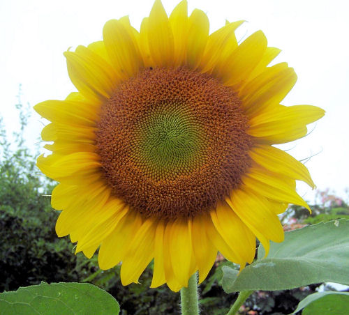 Sunflower in my test garden