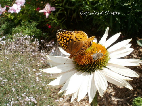 Coneflower attracting both butterfly and bee