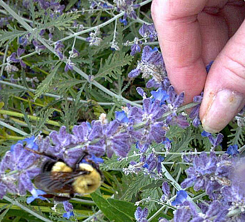 Huge bumble bee