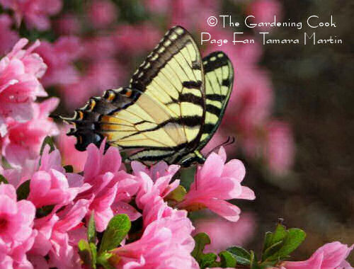 Swallowtail butterfly in pink flowers.