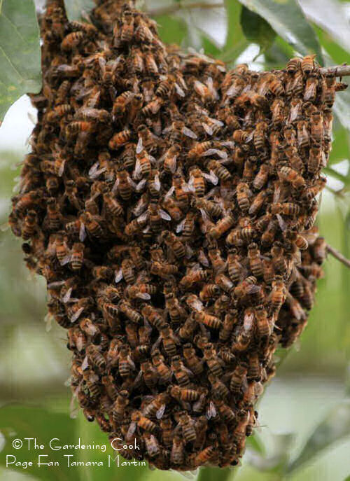 Swarm of bees